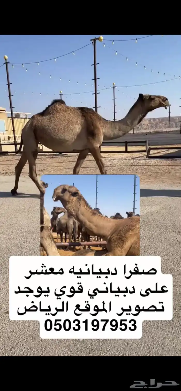 صفرا رباع معشر على دبياني قوي 0