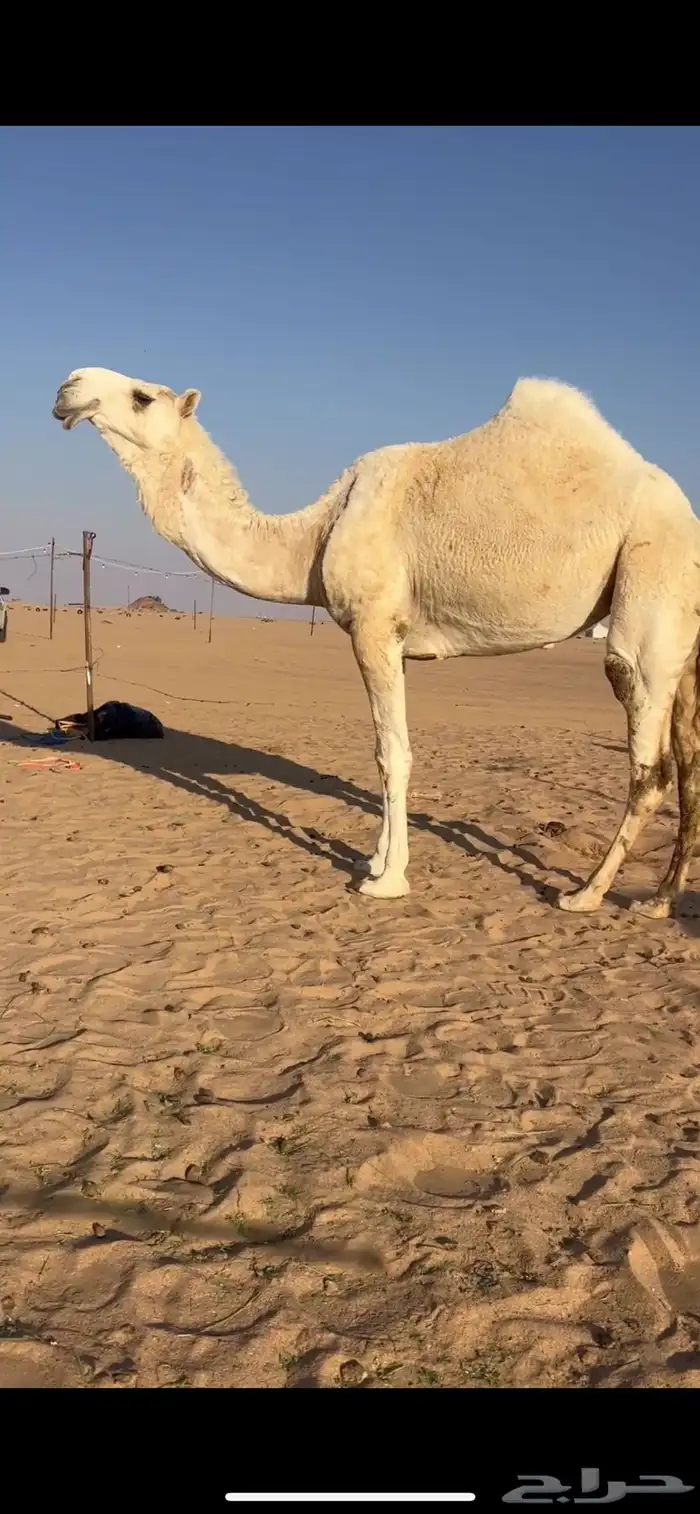 ثنيه ضروبه كفو 0