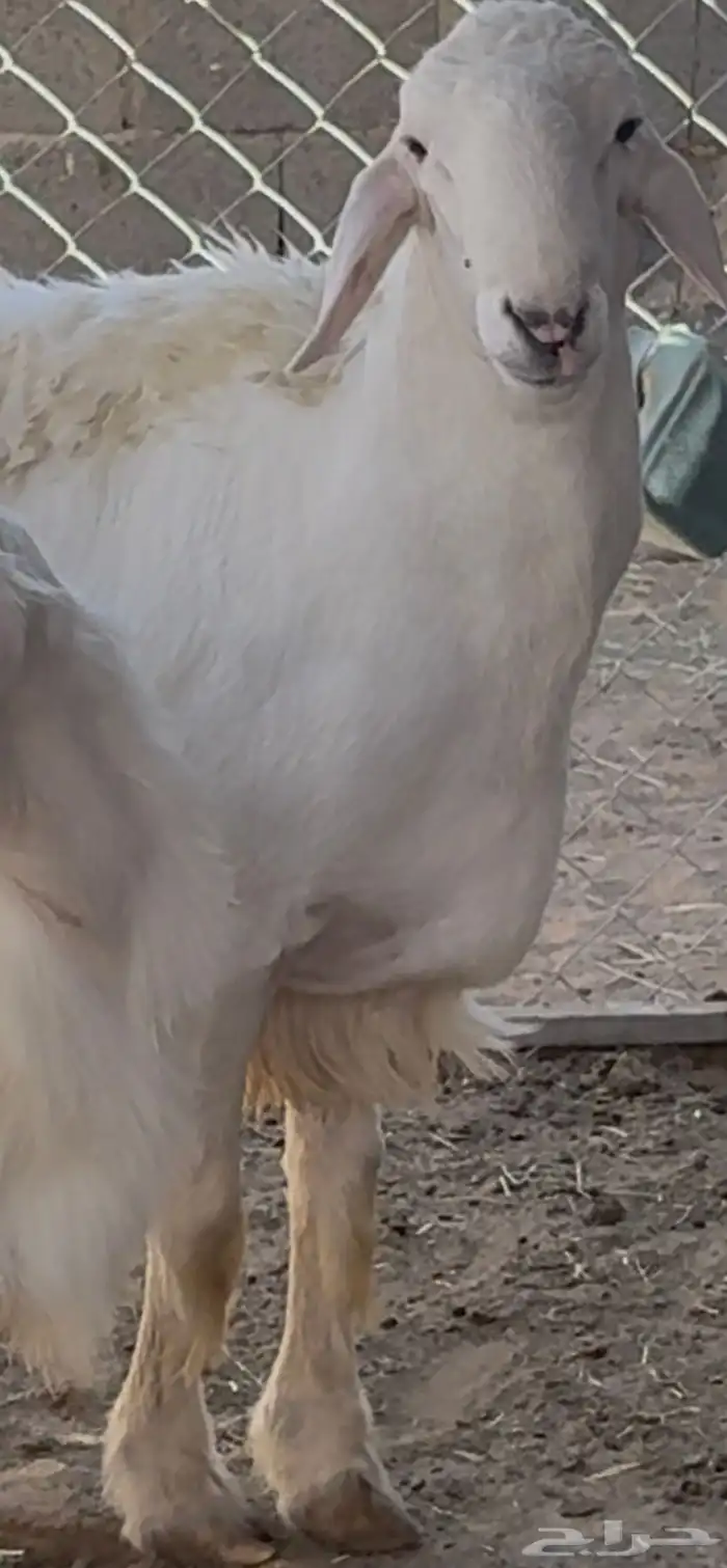 فحل نادر من اندر فحول الساحة 14