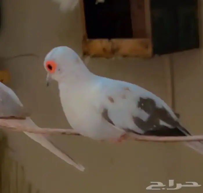 حمام يمام ماسي ملكي 0