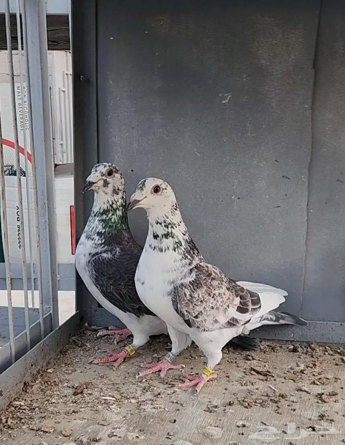 زوج زاجل سباق تم البيع 0