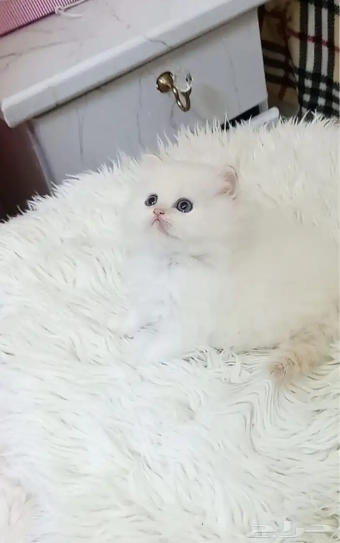 كتن هجين بيرشن ذكر لعوب للبيع 2