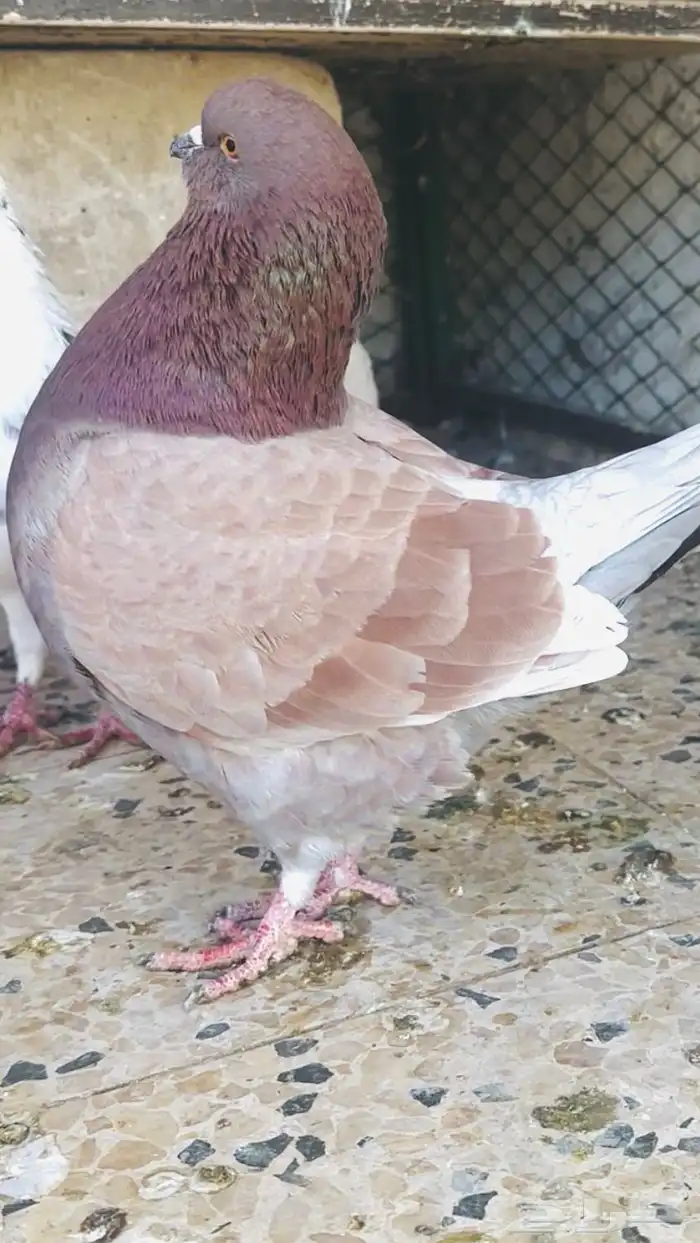 ازواج حمام كنق منتجه بسعر مناسب 6