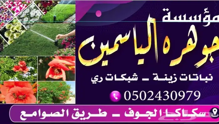 اشجار زيتون مثمر 3