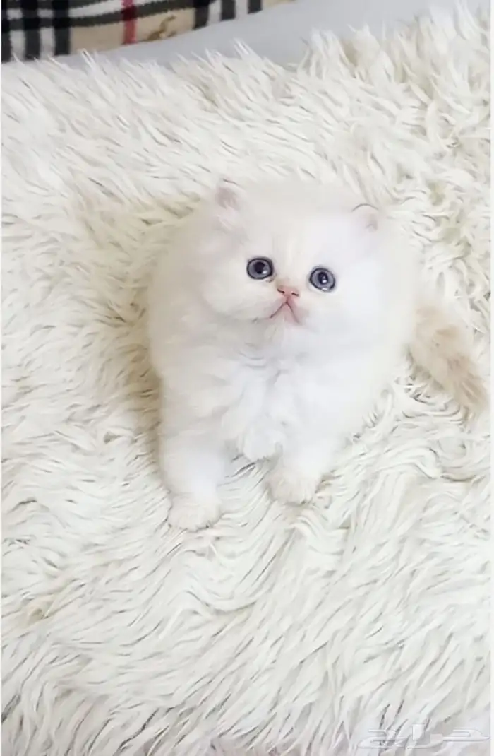 كتن هجين بيرشن ذكر لعوب للبيع 0