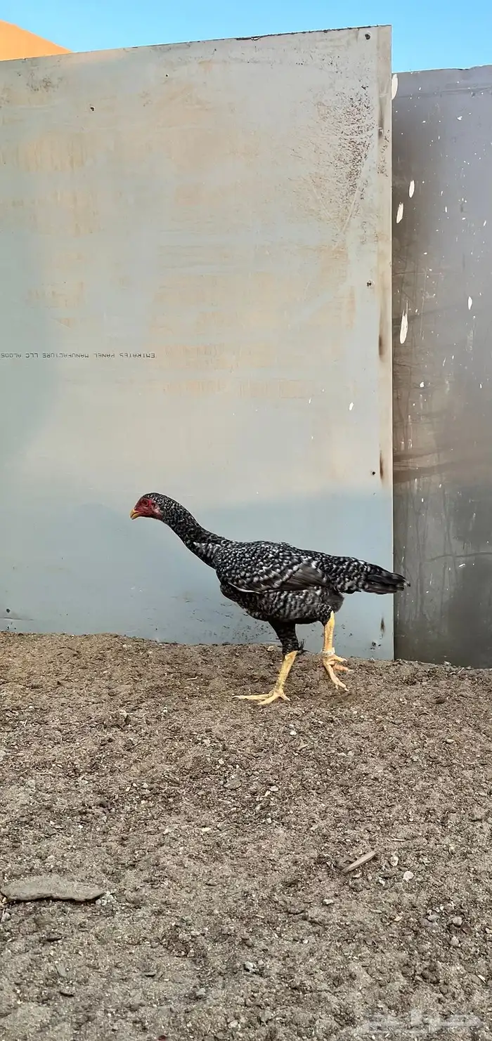 زوج شامو ياباني 7