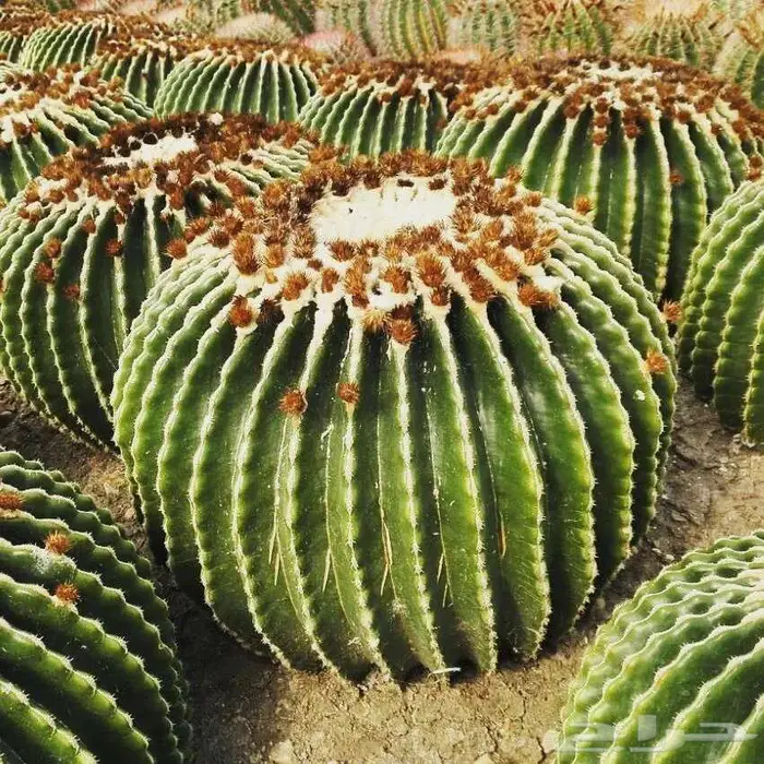 صبار طبيعي فاخر بأشكال نادرة لتزيين الحدائق والمنزل 37