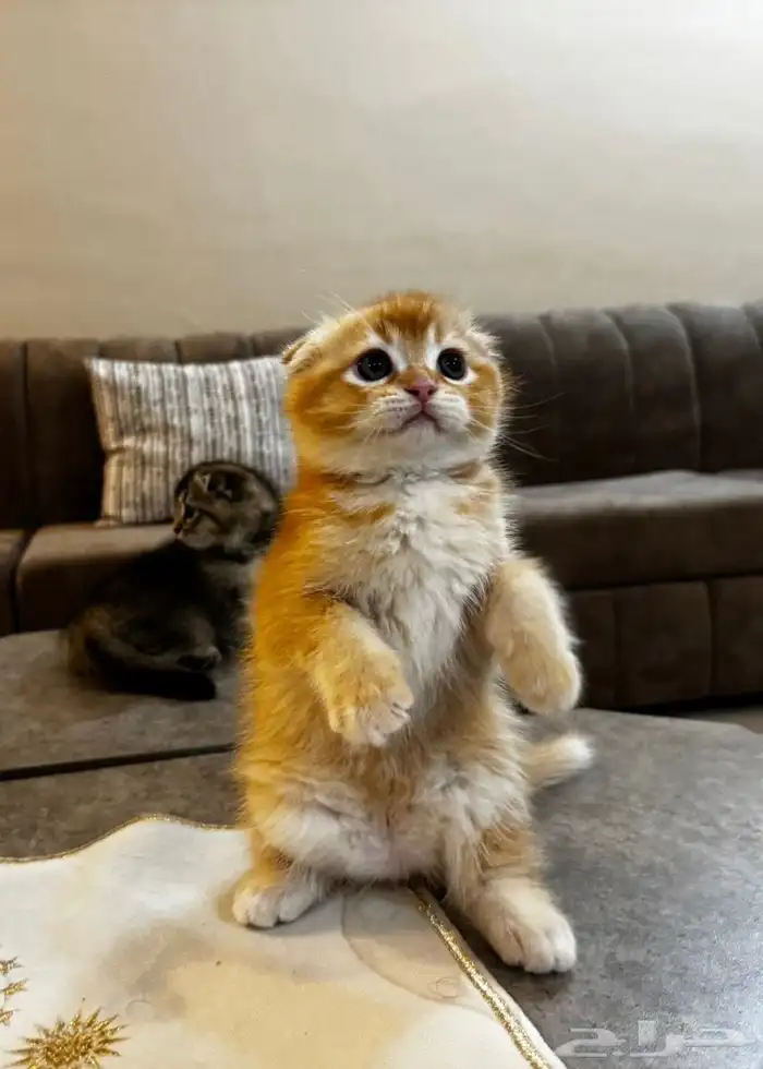 قطط سكوتش بجدة 6