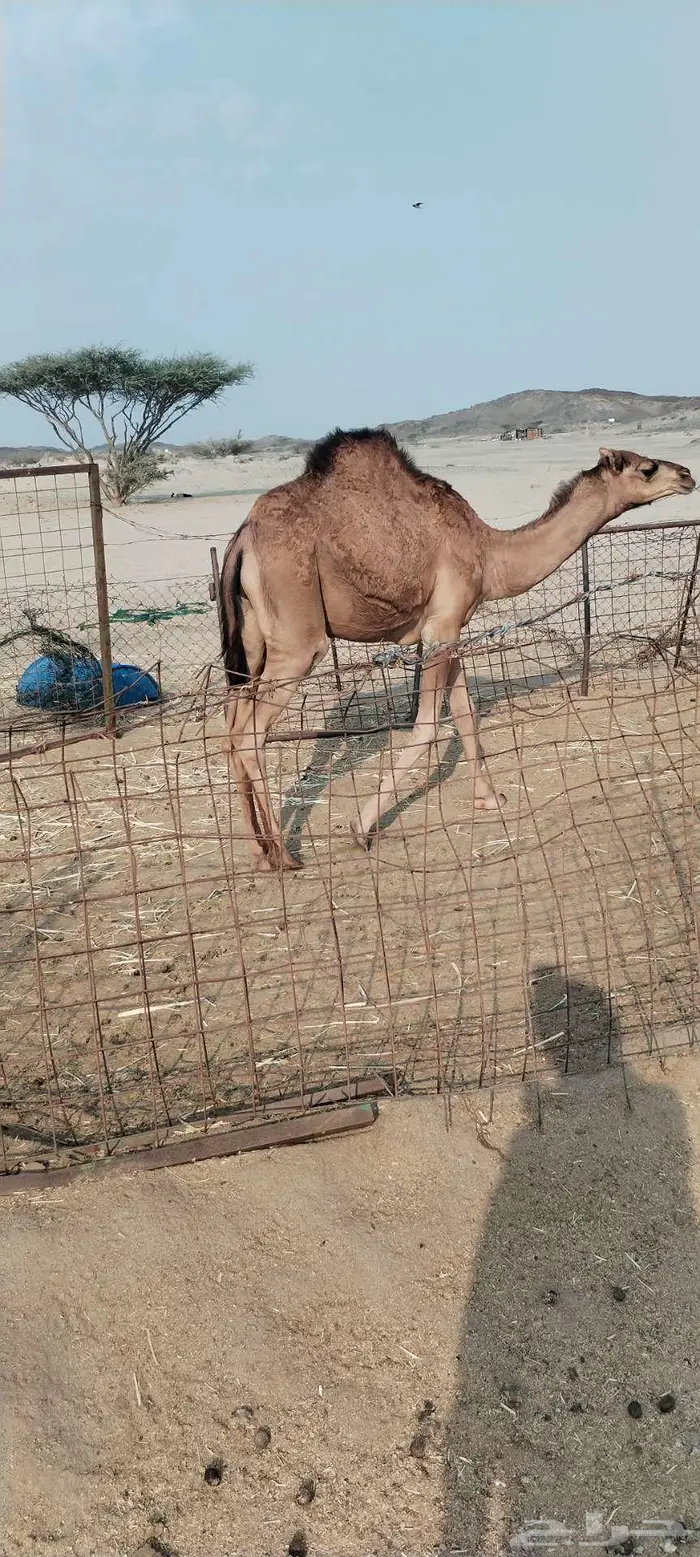 جده شرق ذهبان 0