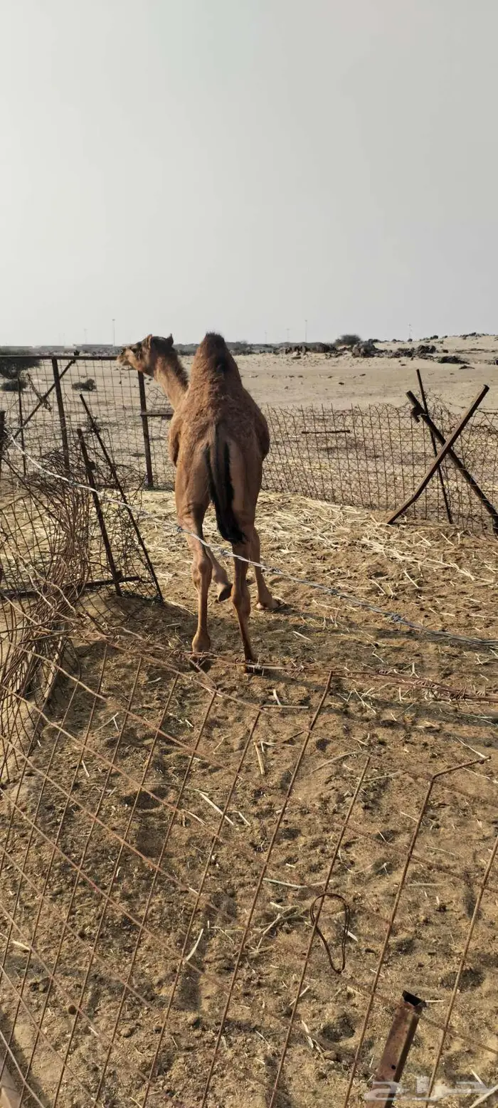 جده شرق ذهبان 3