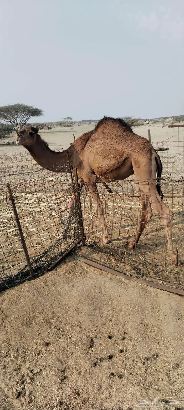 جده شرق ذهبان 2