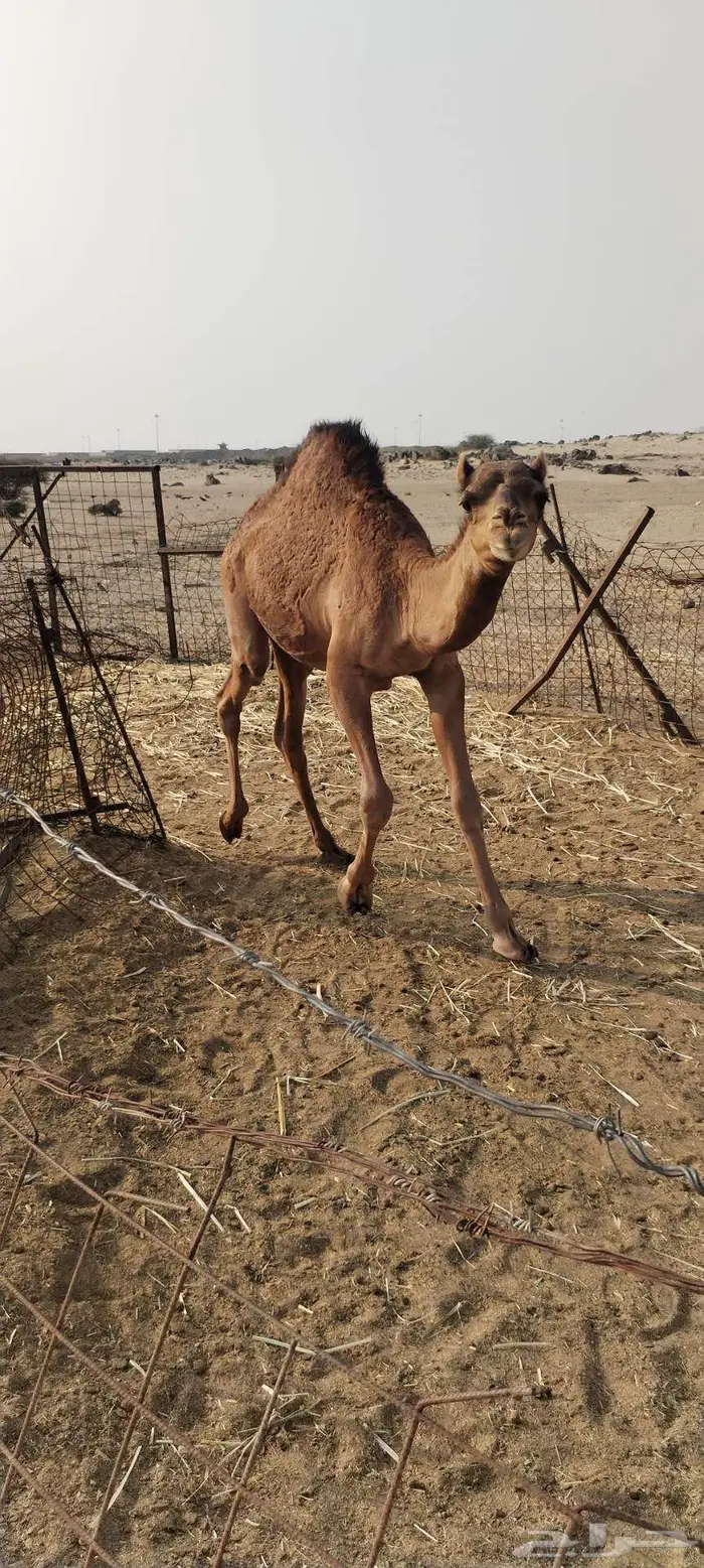 جده شرق ذهبان 1