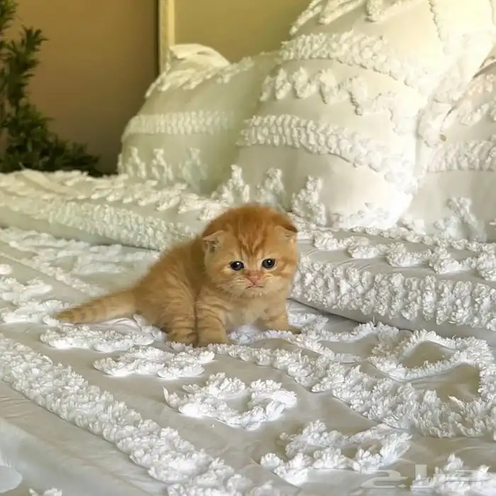 سكوتش فولد قزمة مميزة 4