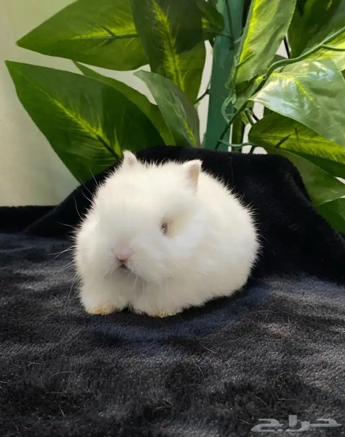 ارانب نذرلاند قزمي 2