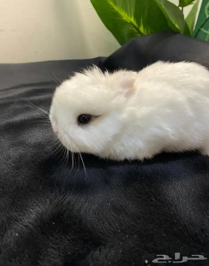 ارانب نذرلاند قزمي 0