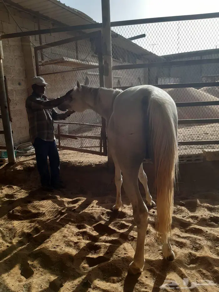 حصان شعبي لم يعسف 4