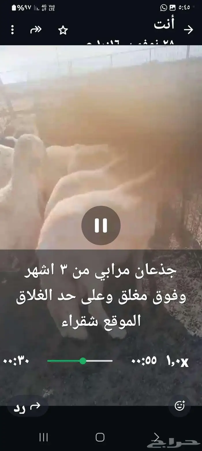 سواكن جذعان 1