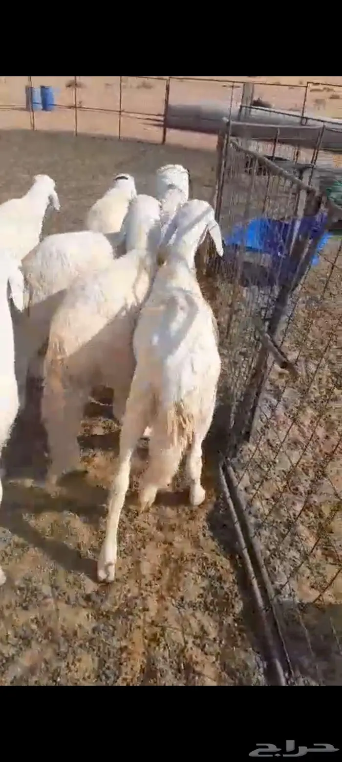 سواكن جذعان 2