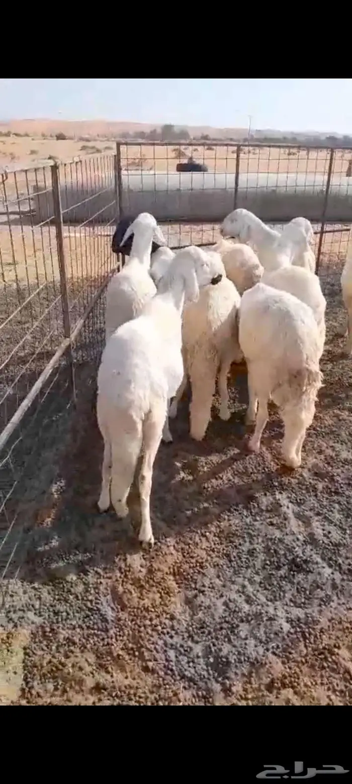 سواكن جذعان 0