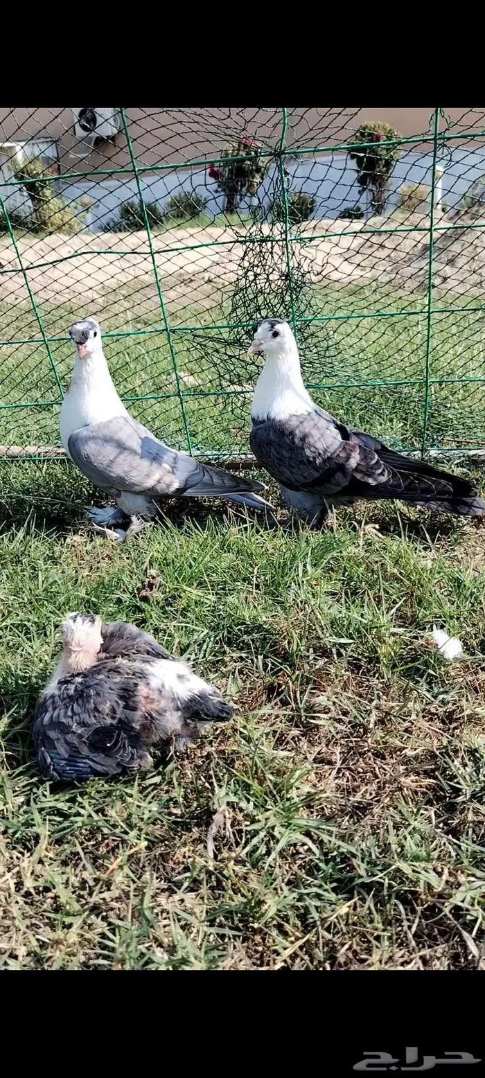 للبيع جوز بصراوي منتج تحته فرخين 5