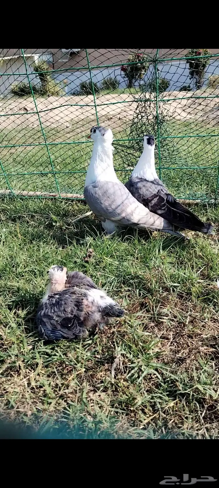 للبيع جوز بصراوي منتج تحته فرخين 1