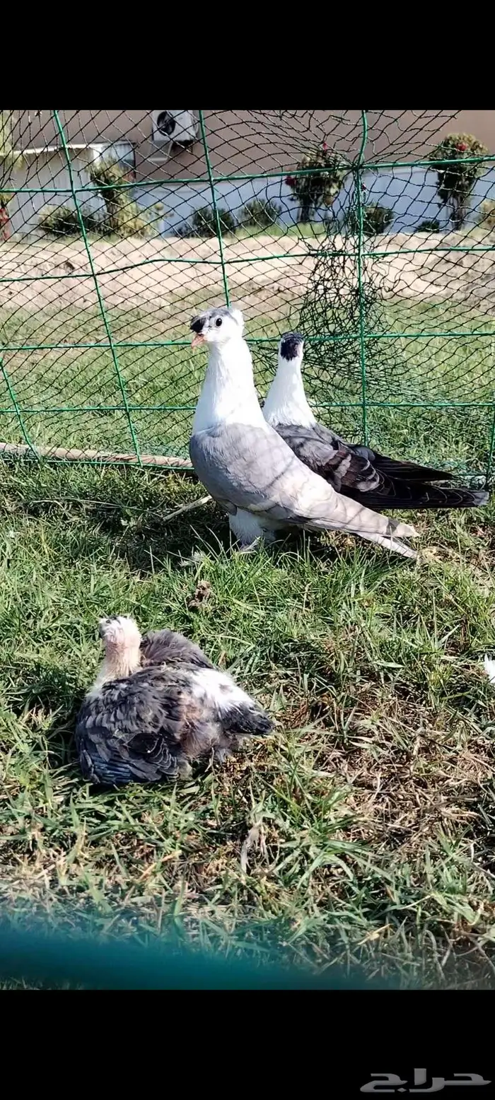 للبيع جوز بصراوي منتج تحته فرخين 2