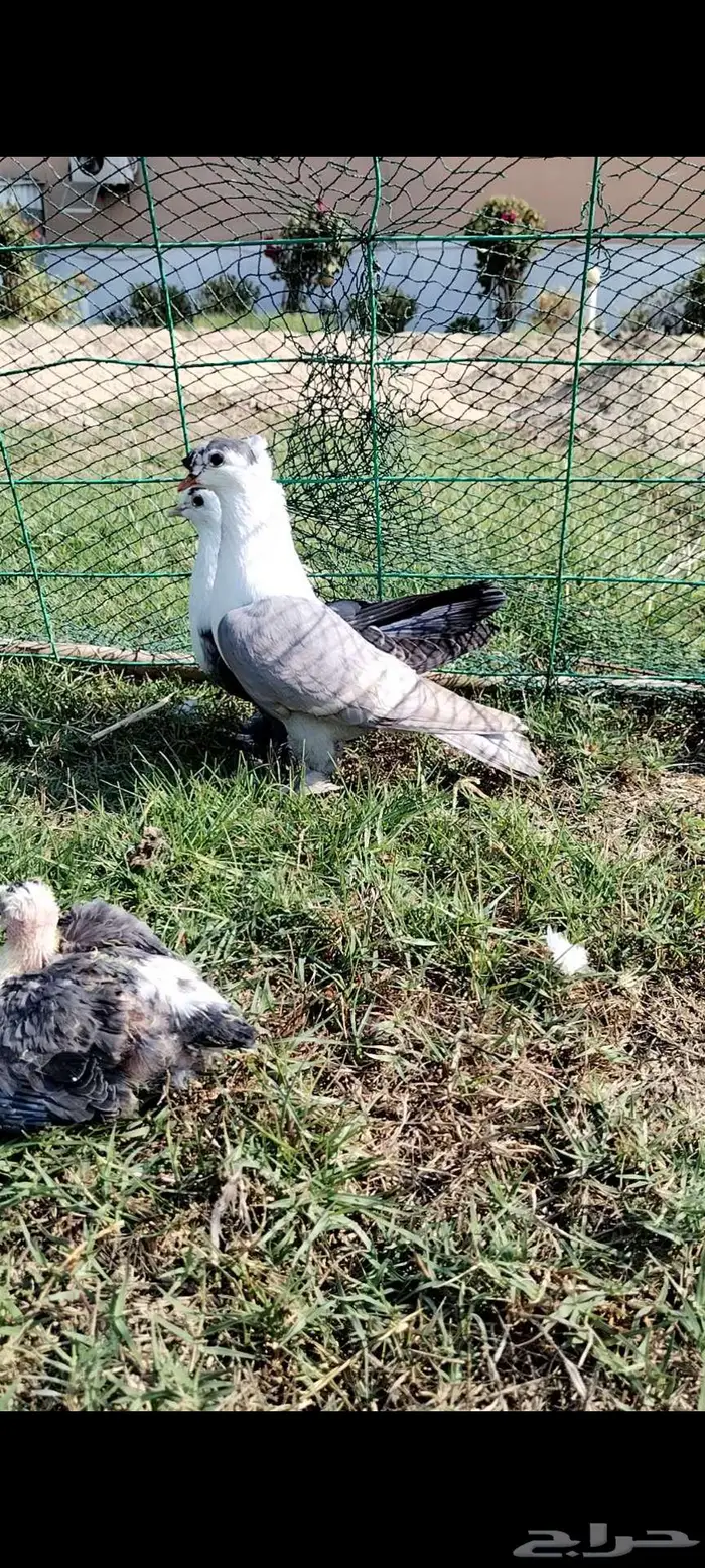 للبيع جوز بصراوي منتج تحته فرخين 3