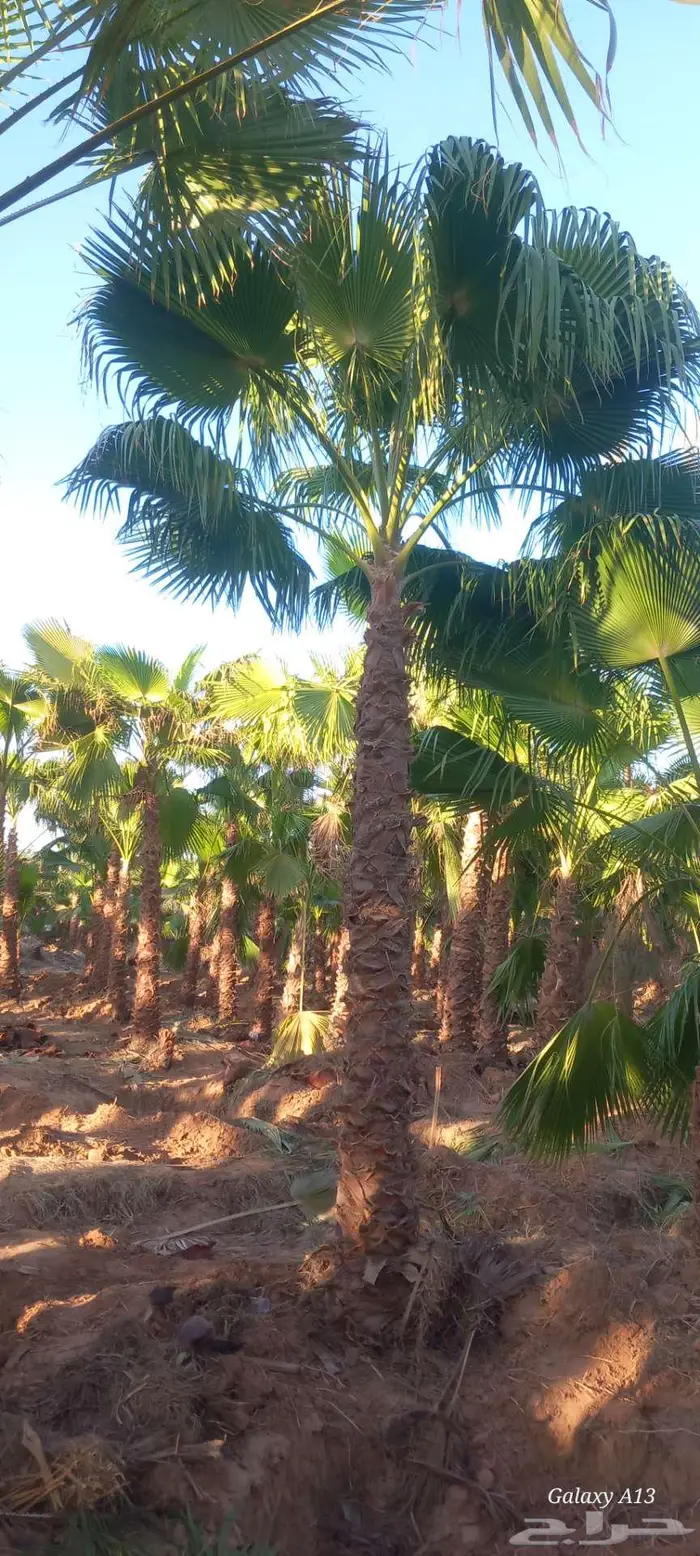 نخل واشنطني للبيع 3