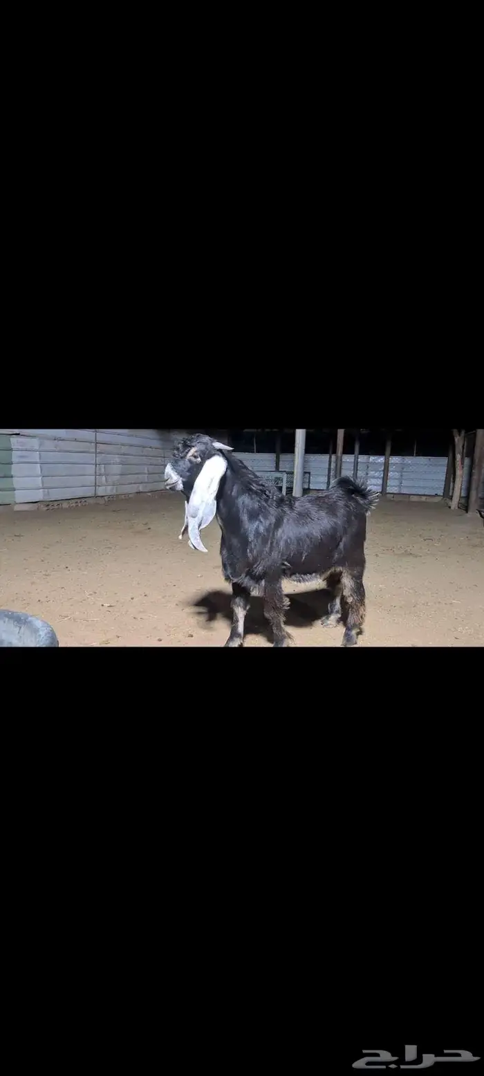 جفر عارضي مشروع فحل فاخر 0