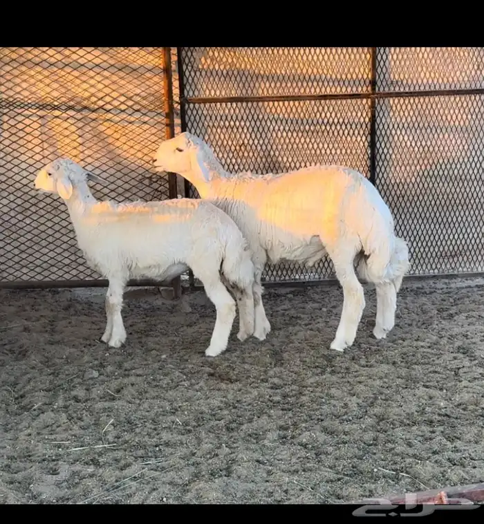 مشروع فحل ماشاءالله 0