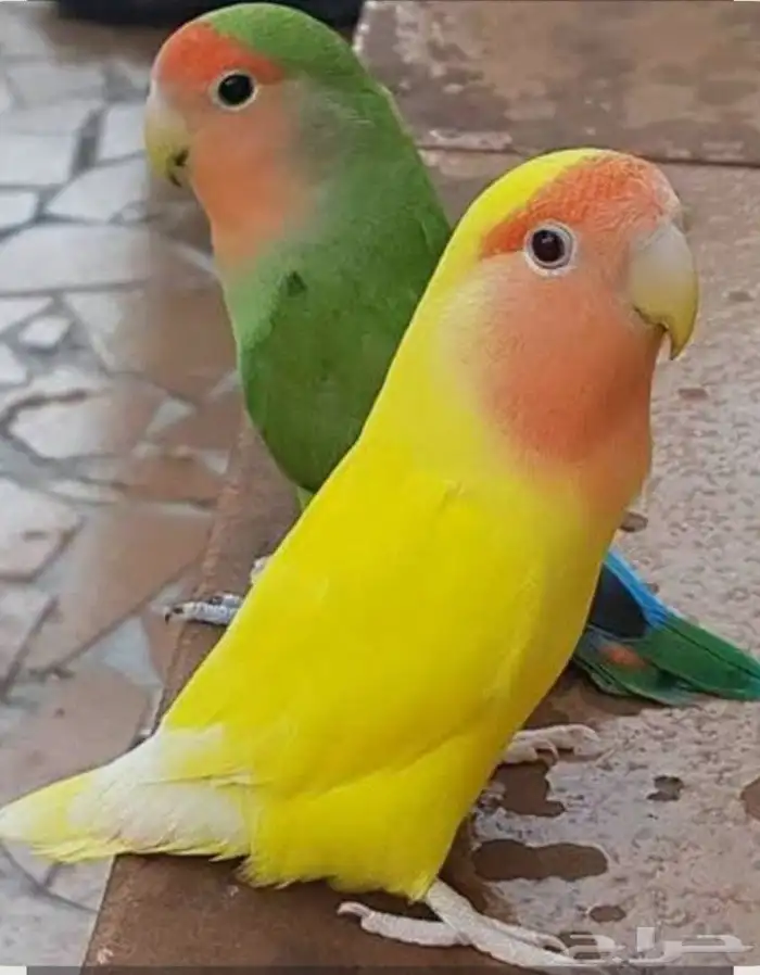 ادورلك الطيور بالمواصفات الي تبيها 0