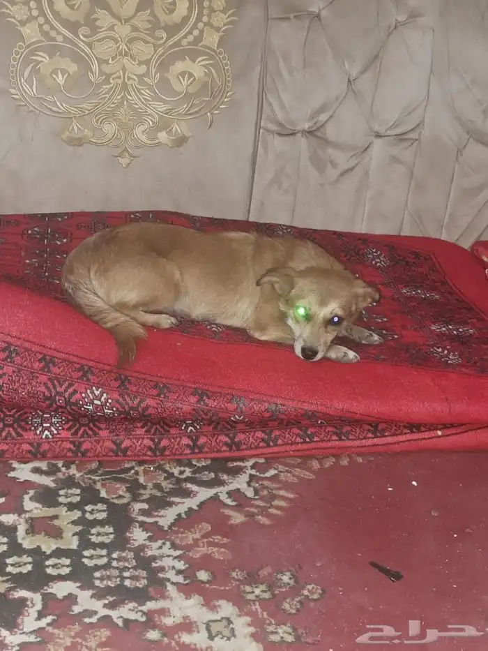 كلب زينه انثى 1