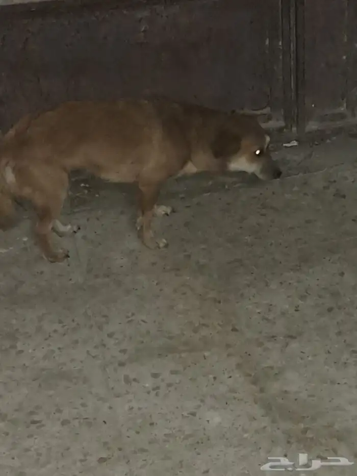 كلب زينه انثى 2