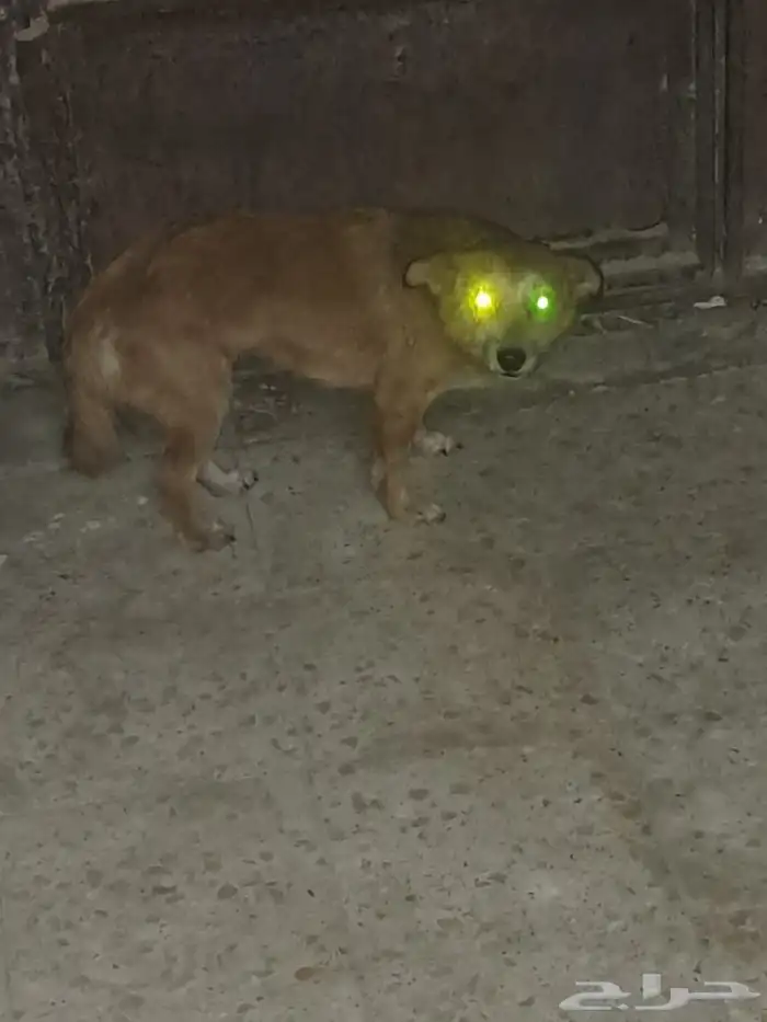 كلب زينه انثى 3