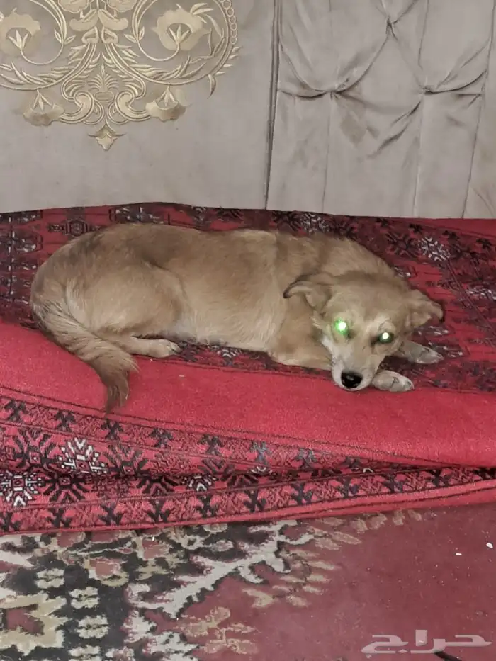 كلب زينه انثى 0