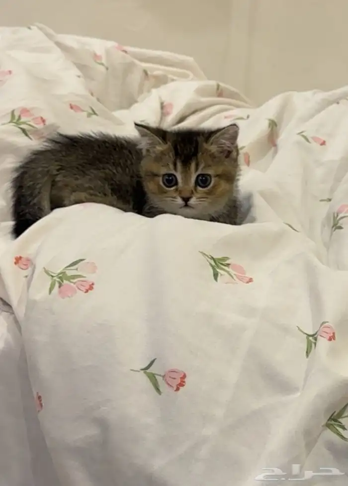 قطط سكوتش فولد للبيع 0