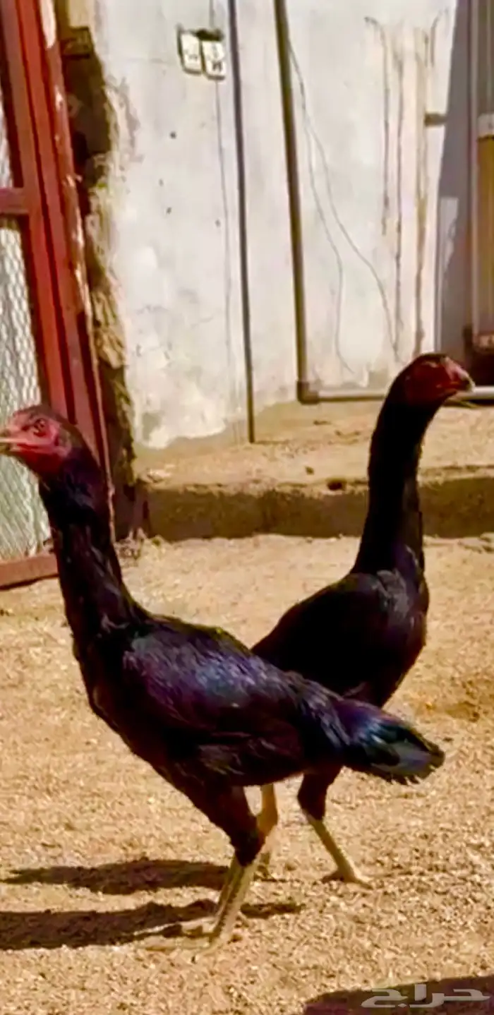 طقم شامو ألماني 1