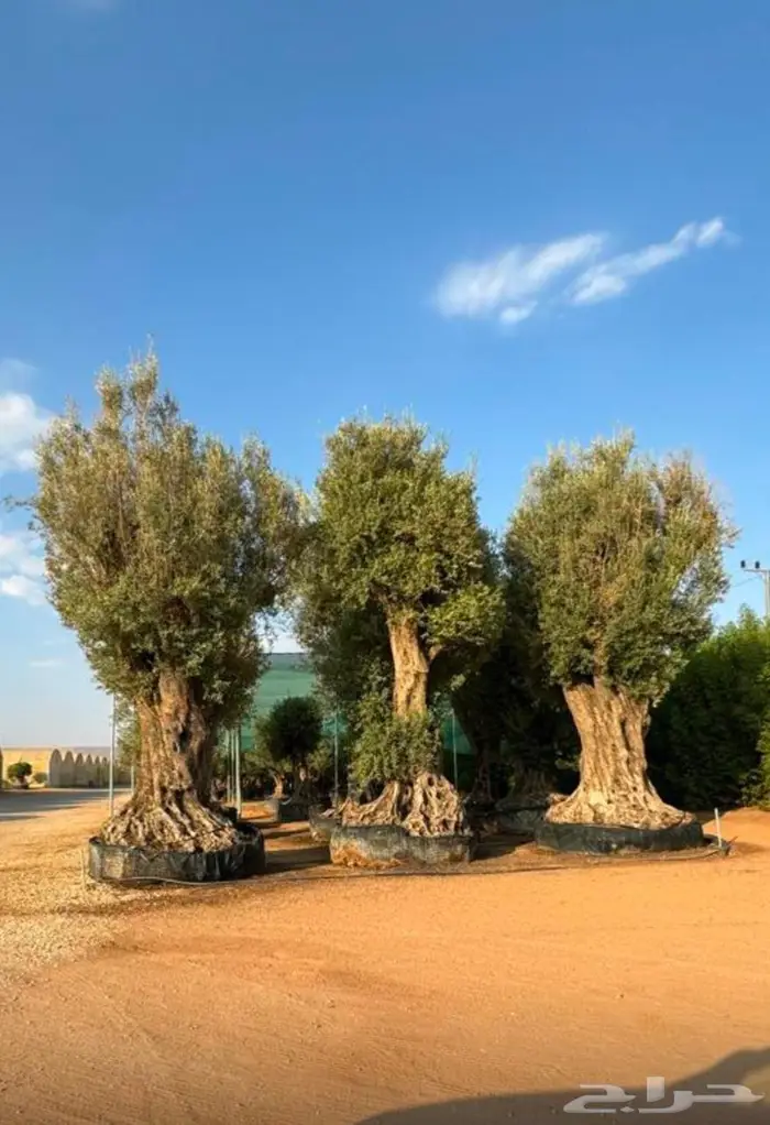 شجر زيتون معمر بأحجام ضخمة 0