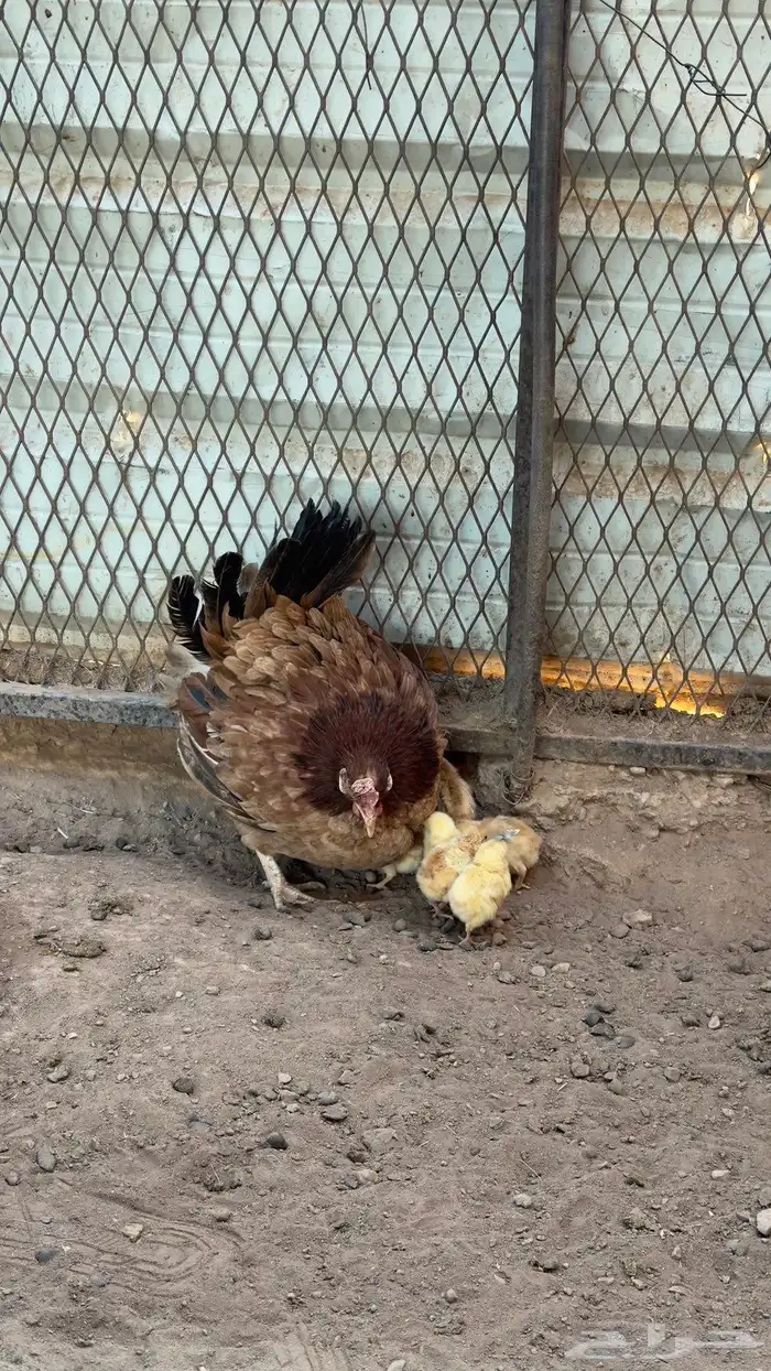 دجاجة مفرخة 3