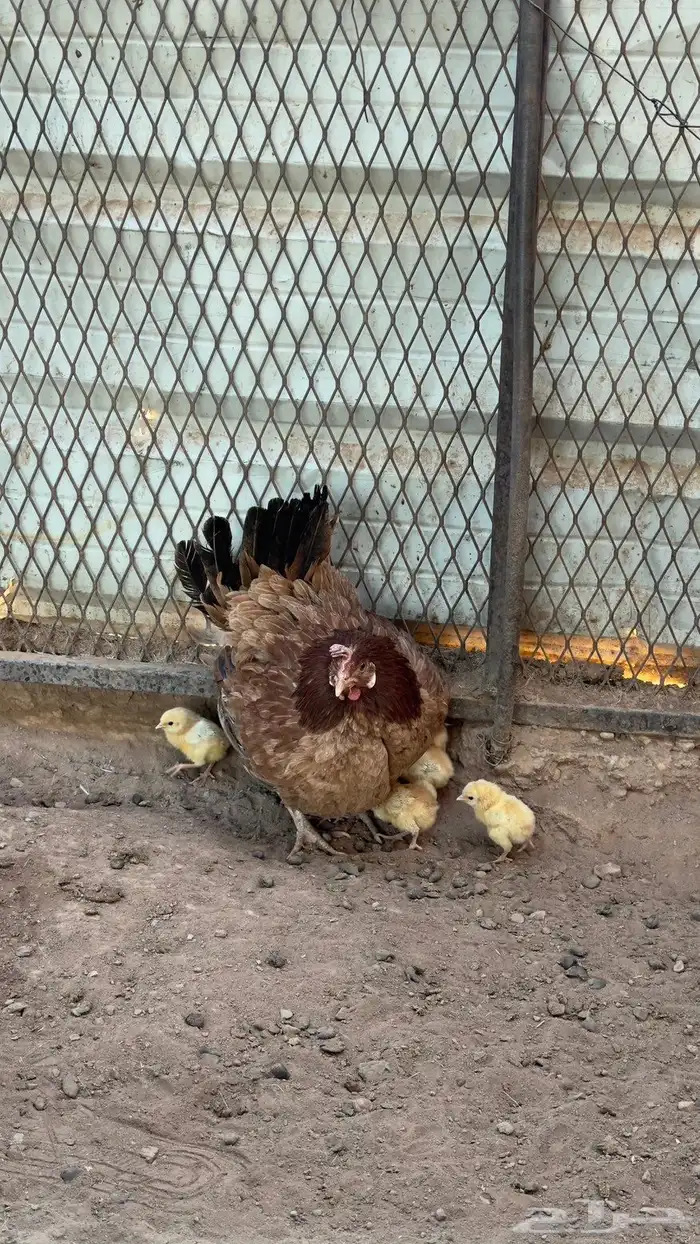 دجاجة مفرخة 4