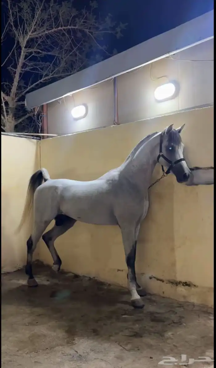 حصان فحل شيخ 1