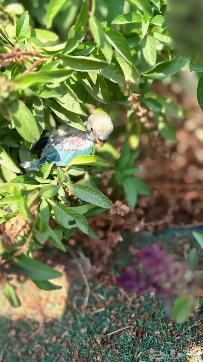 فروخ روز للبيع 5