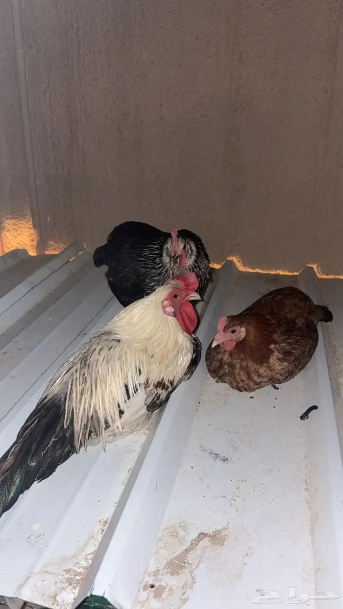 طقم ديك و دجاج بلدي بياض 1