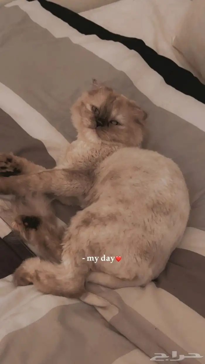 للتبني قطه نوع بيكي فيس من فصيلة رادغول 2