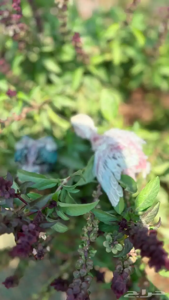 فروخ روز للبيع 8