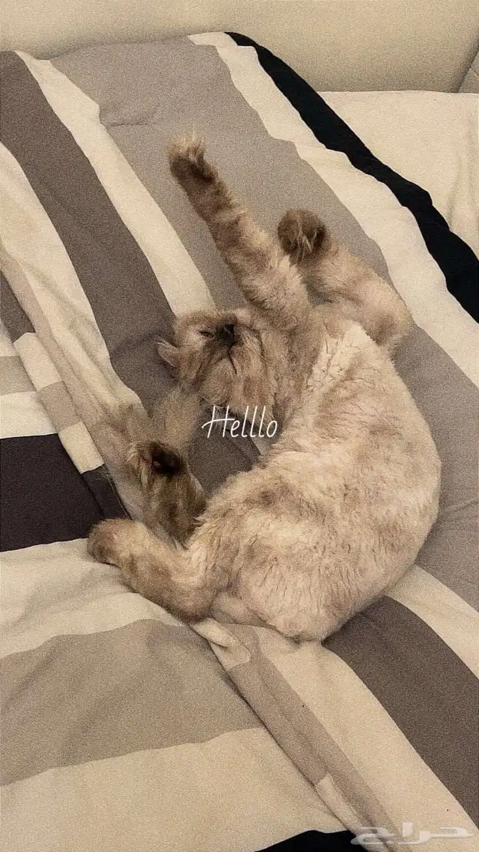 للتبني قطه نوع بيكي فيس من فصيلة رادغول 1