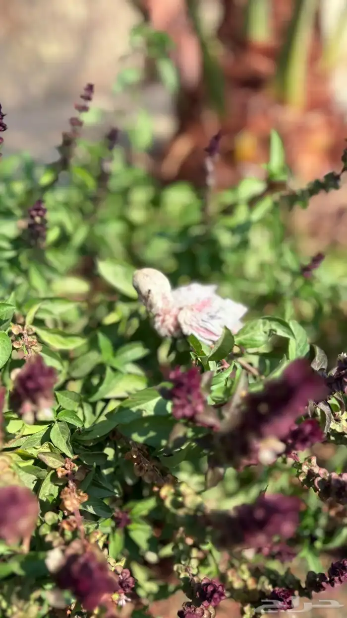 فروخ روز للبيع 7