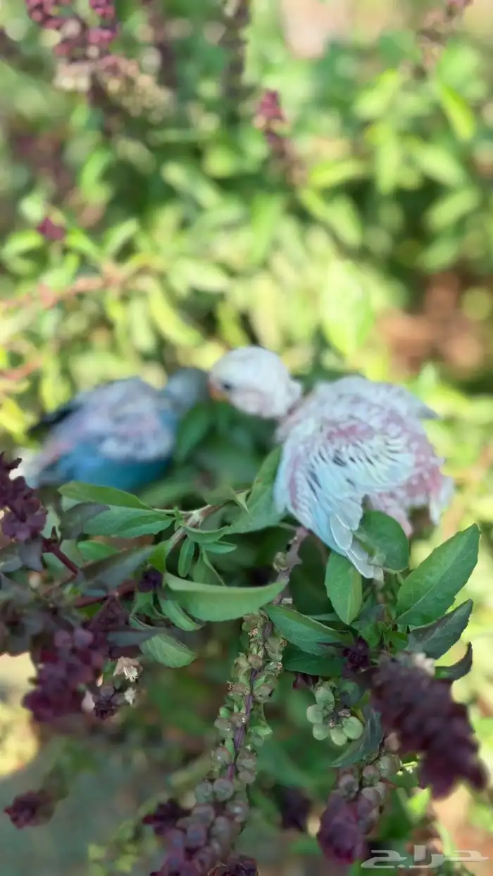 فروخ روز للبيع 4