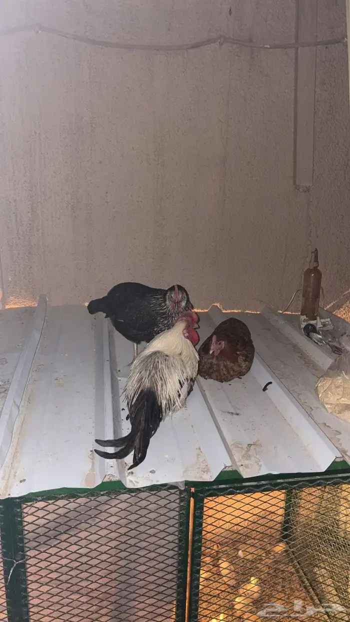 طقم ديك و دجاج بلدي بياض 0