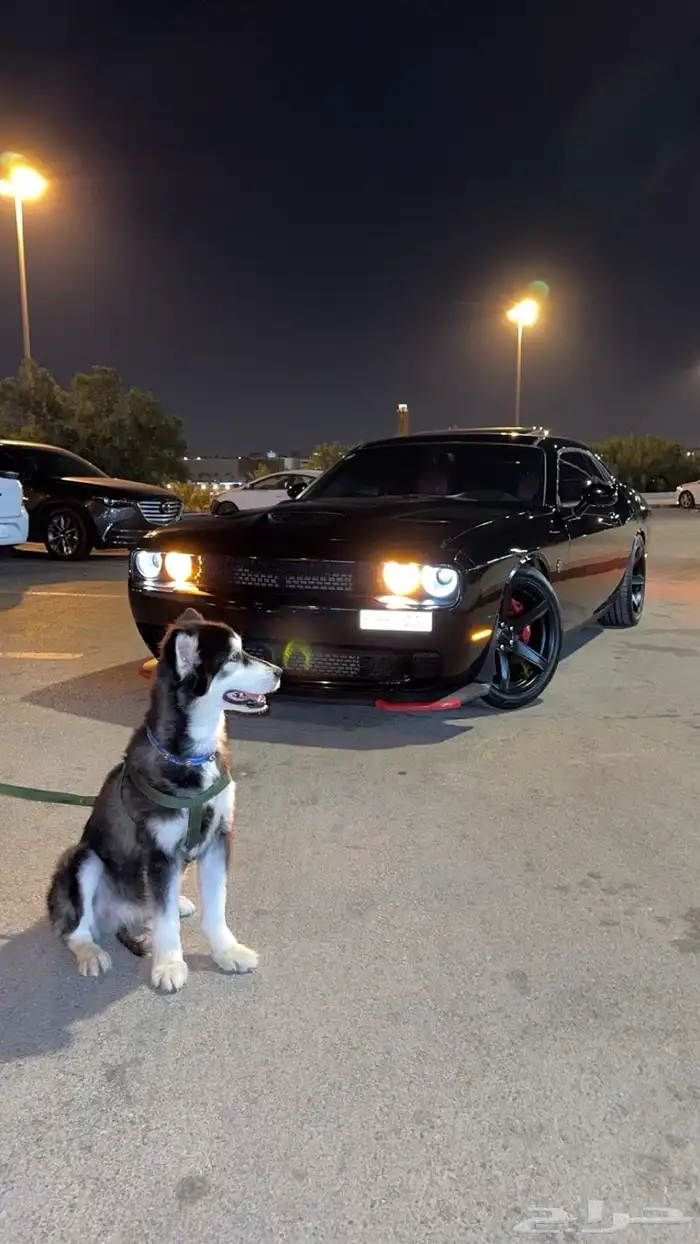 كلب هاسكي للبيع 2